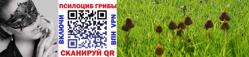 Псилоцибиновые грибы Psilocybe  Купить  Ртищево 